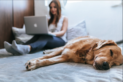 Starting an Online Pet Business in 6 Steps in 2023